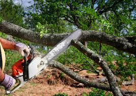 Why Choose Our Tree Removal Services in Pine City, MN?