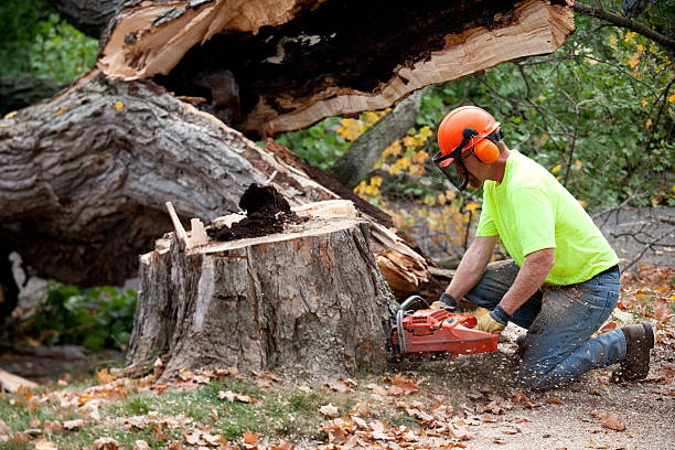 Tree and Shrub Care in Pine City, MN